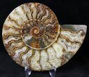 Cut/Polished Ammonite Pair - Agatized #20853-1